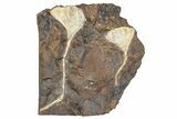 Two Paleocene Fossil Ginkgo Leaves - North Dakota #290841-1